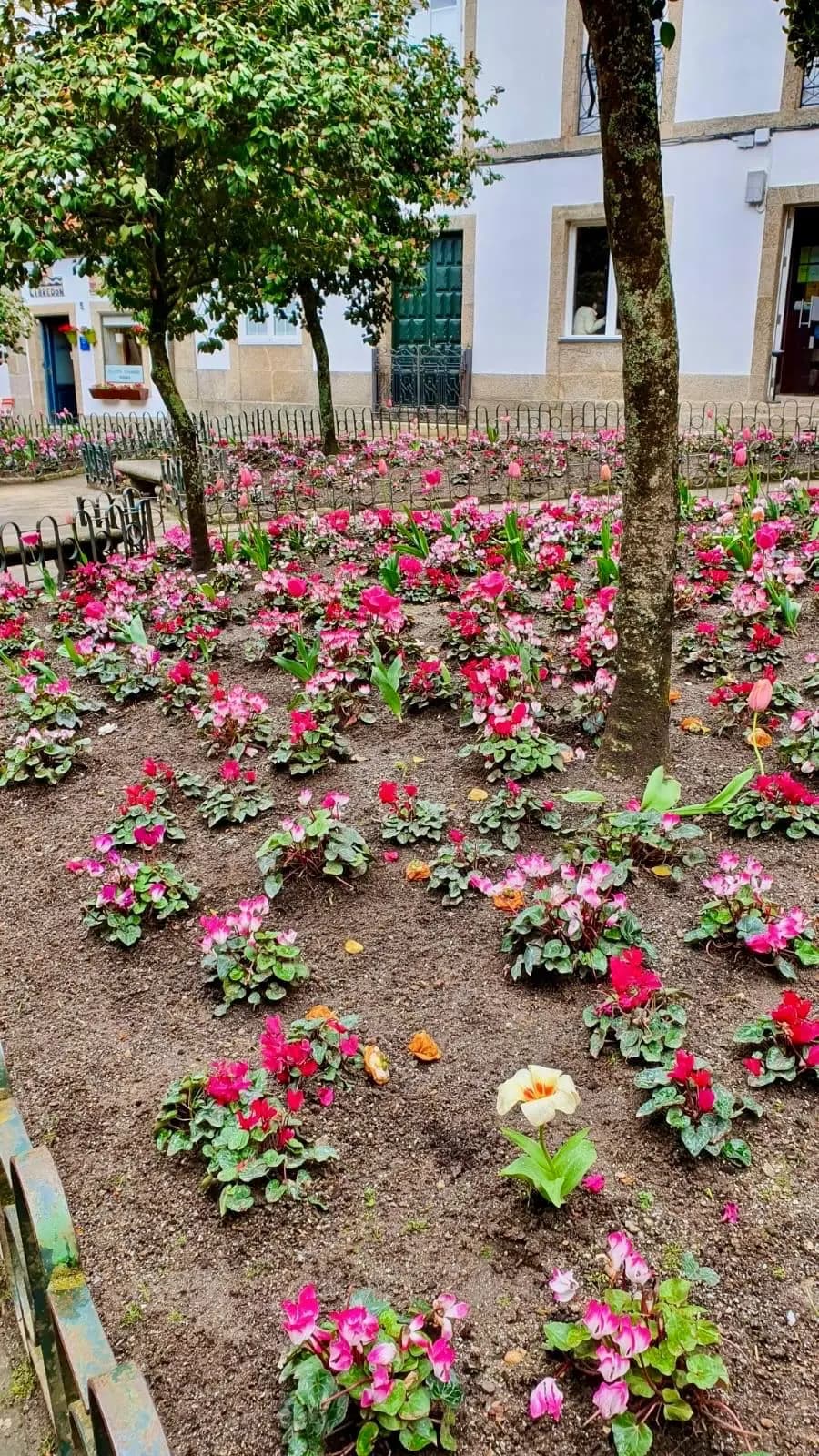 Selección de plantas